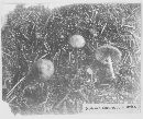 Entoloma conferendum image