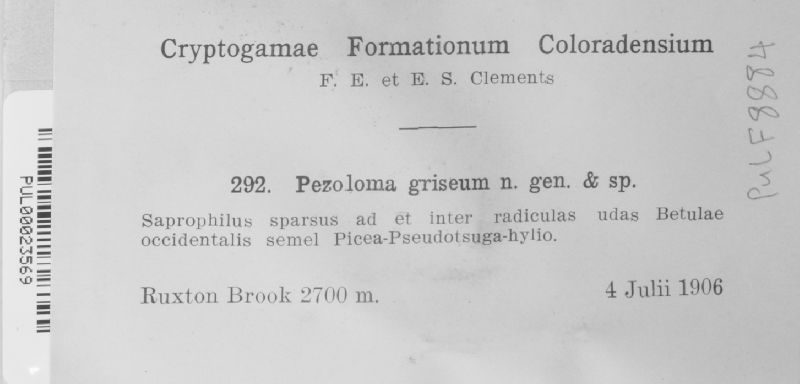 Pezoloma griseum image