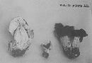 Helvella lacunosa image