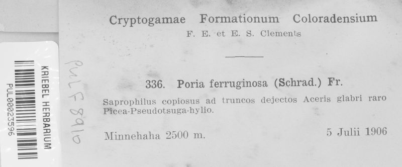 Fuscoporia ferruginosa image