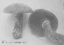 Boletus vermiculosus image