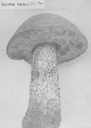 Leccinum versipelle image