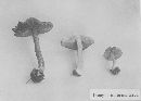 Inocybe umbrina image