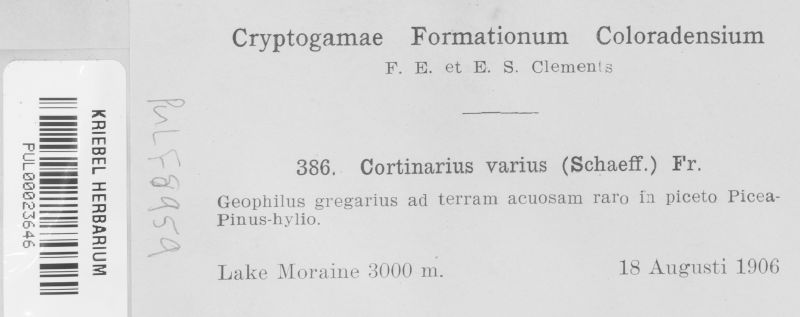 Cortinarius varius image