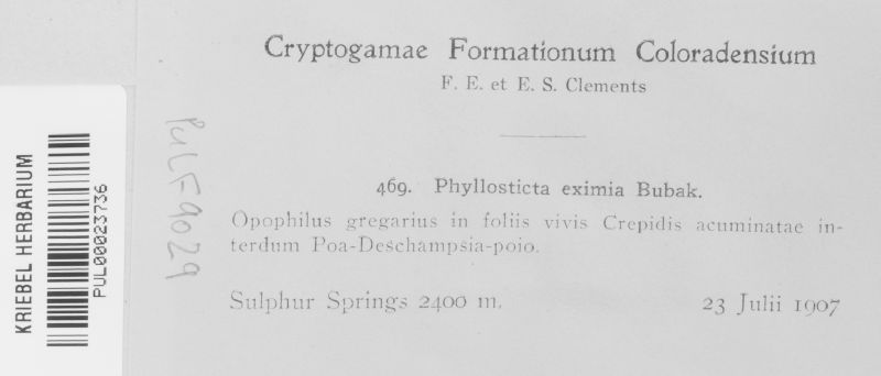 Phyllosticta eximia image