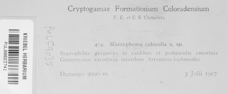Macrophoma subiculis image