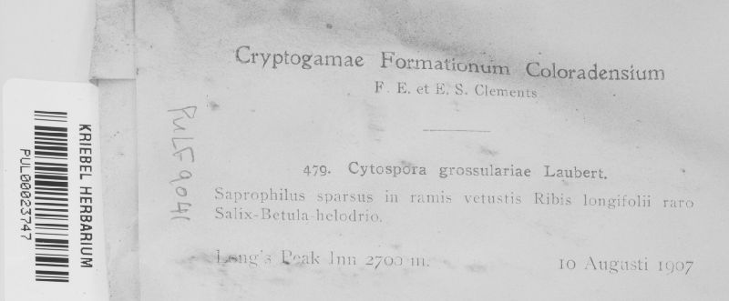Cytospora grossulariae image