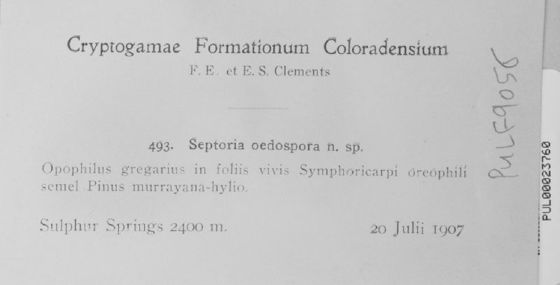 Septoria oedospora image
