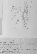 Lophiostoma arundinis image