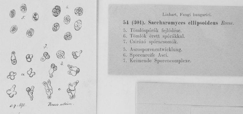 Saccharomyces cerevisiae image