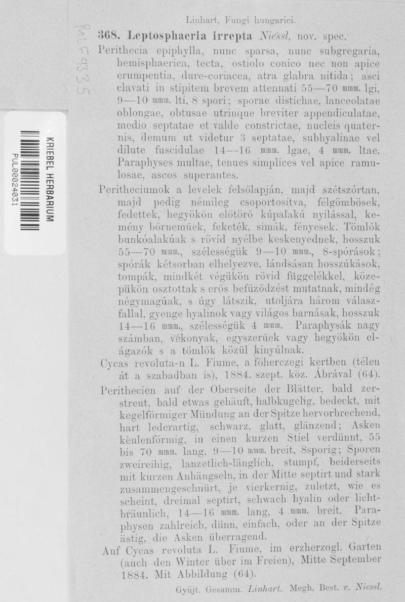Leptosphaeria irrepta image