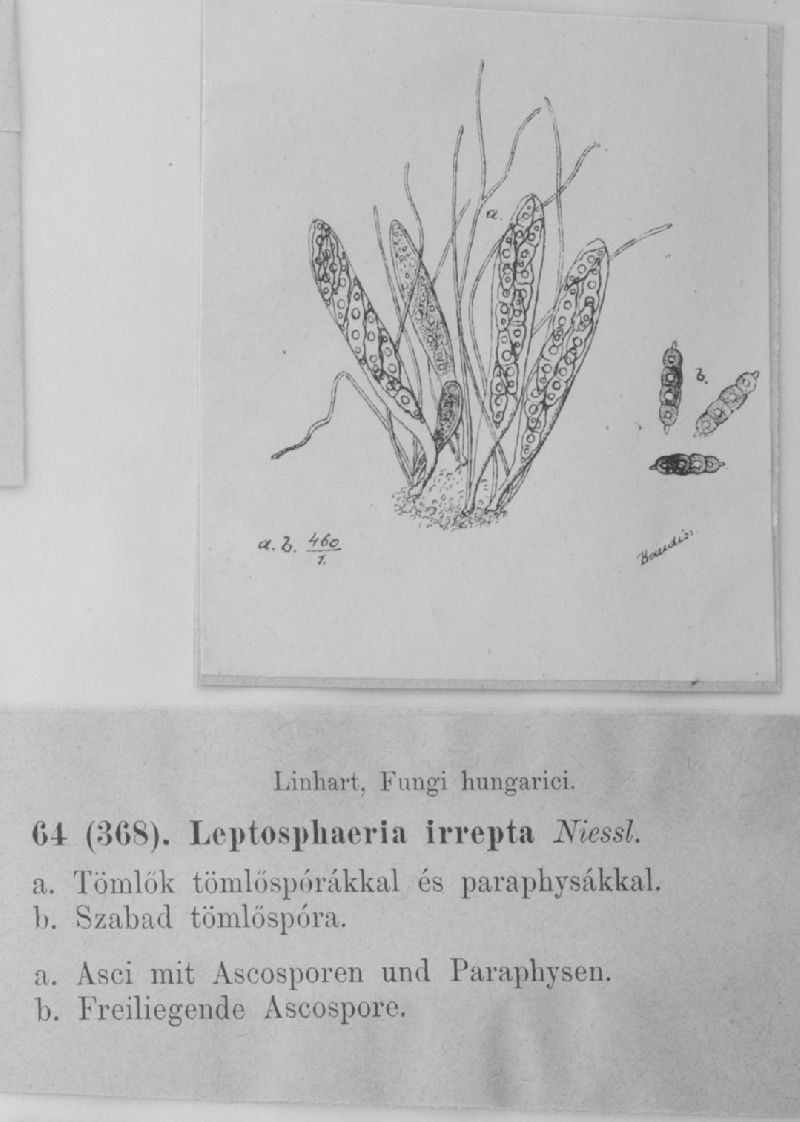 Leptosphaeria irrepta image