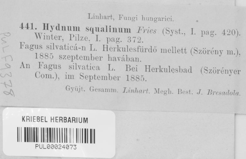 Hydnum squalinum image