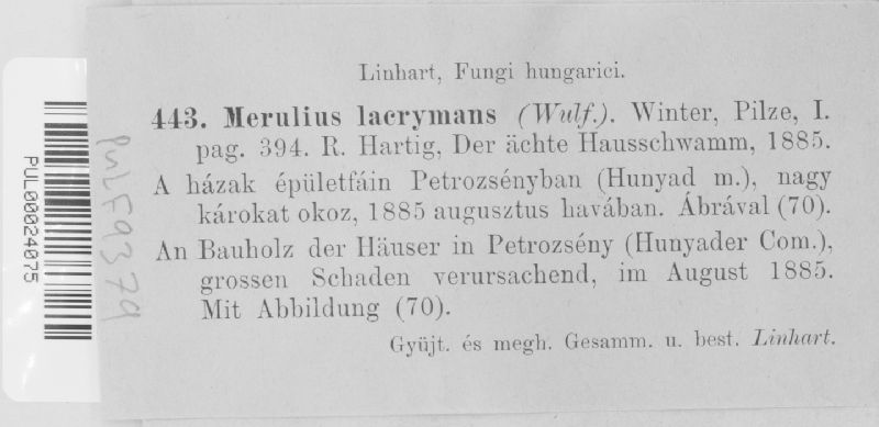 Serpula lacrymans image