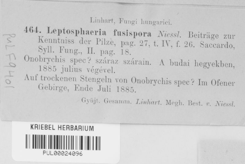 Leptosphaeria fusispora image