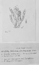 Helotium phyllogenum image