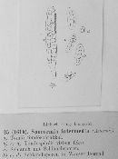 Sporormia intermedia image