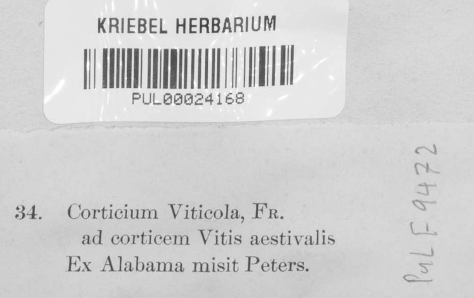 Ginnsia viticola image