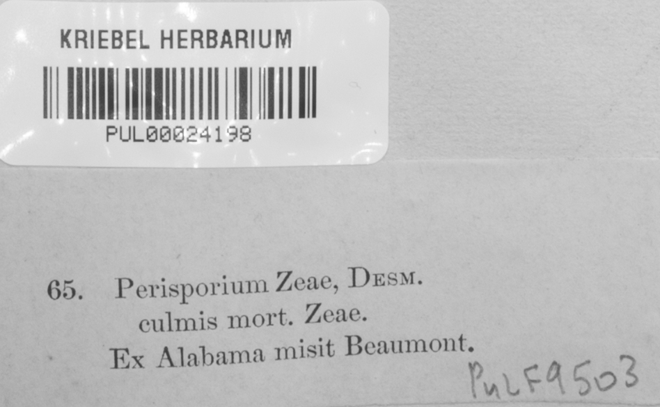 Perisporium zeae image