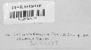 Diatrype subferruginea image