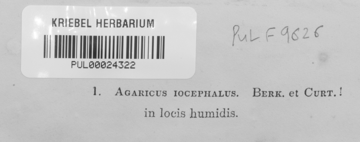Agaricus iocephalus image