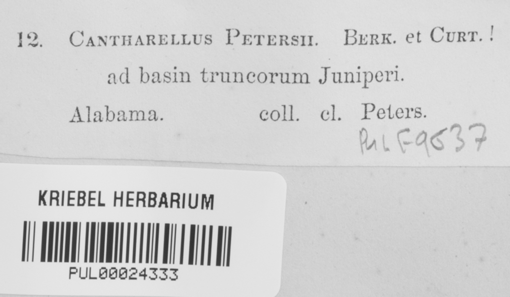 Cantharellus petersii image