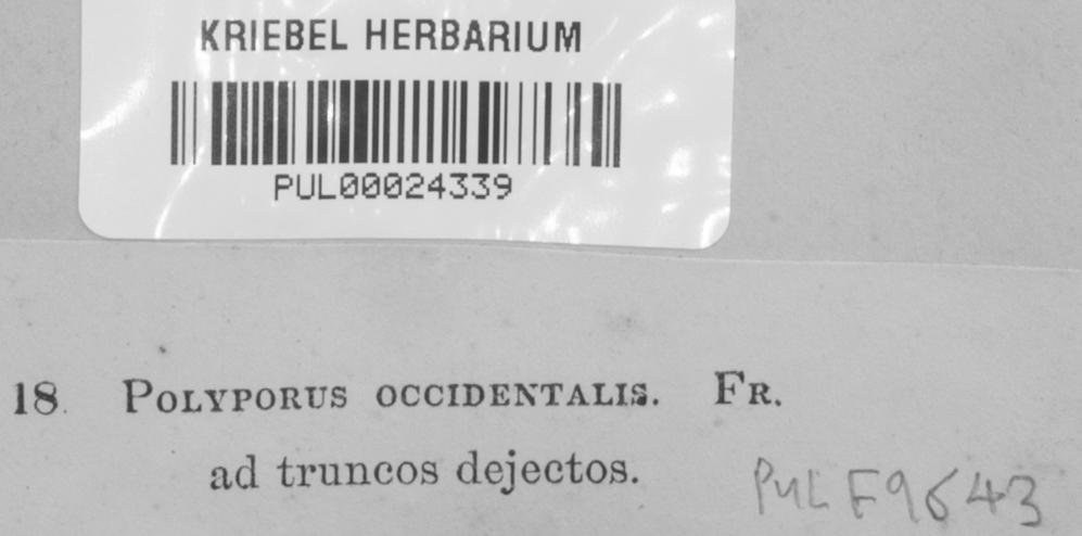 Sarcodontia spumea image