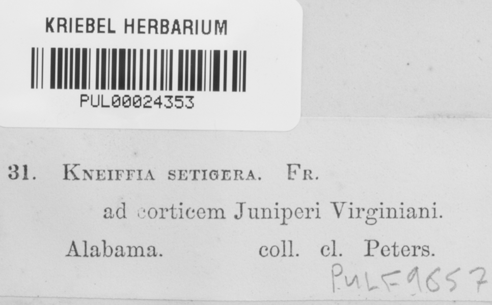 Hyphoderma setigerum image