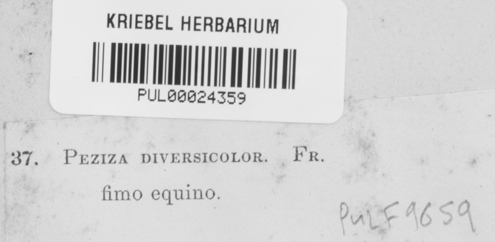 Peziza diversicolor image