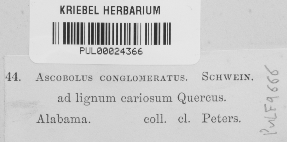 Ascobolus conglomeratus image