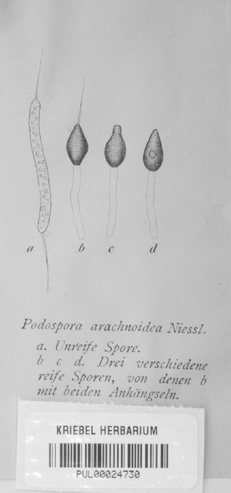 Podospora arachnoidea image