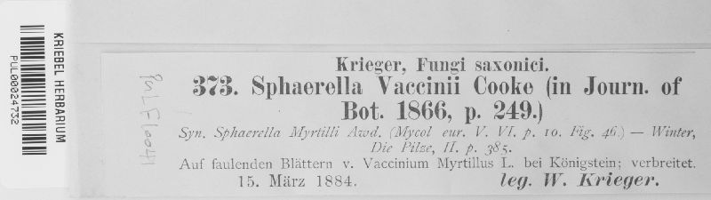 Mycosphaerella vaccinii image
