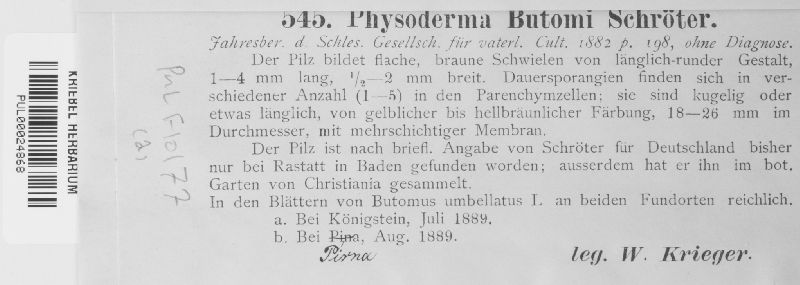Physoderma butomi image