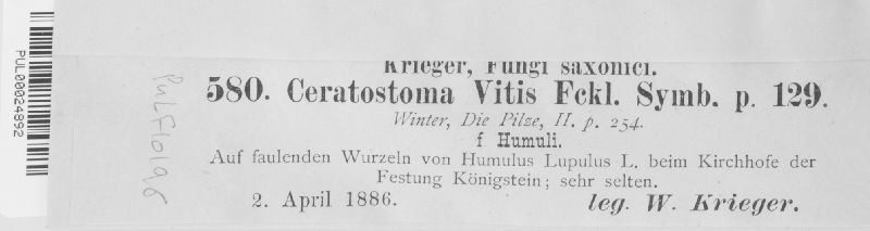 Arxiomyces vitis image