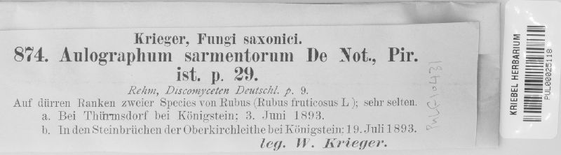 Aulographum sarmentorum image