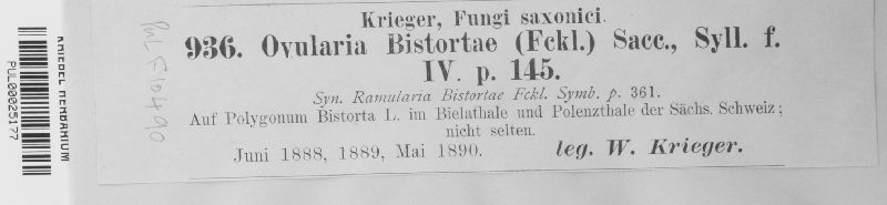 Ovularia bistortae image