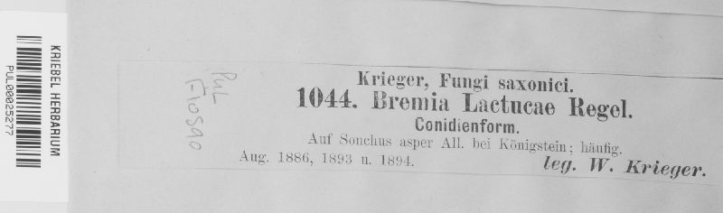 Bremia lactucae image