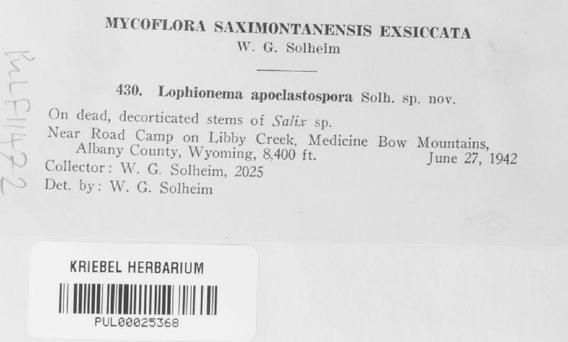Lophionema apoclastospora image