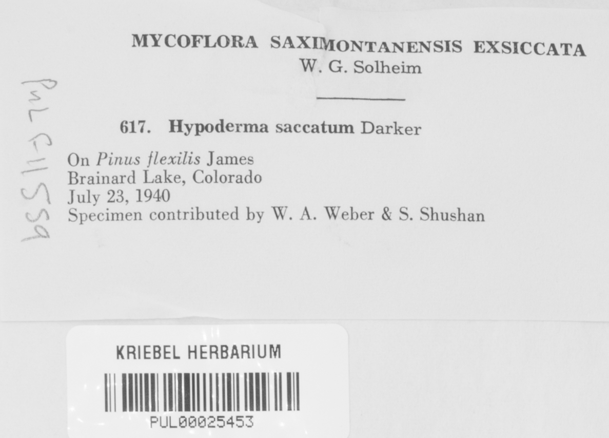 Bifusella saccata image