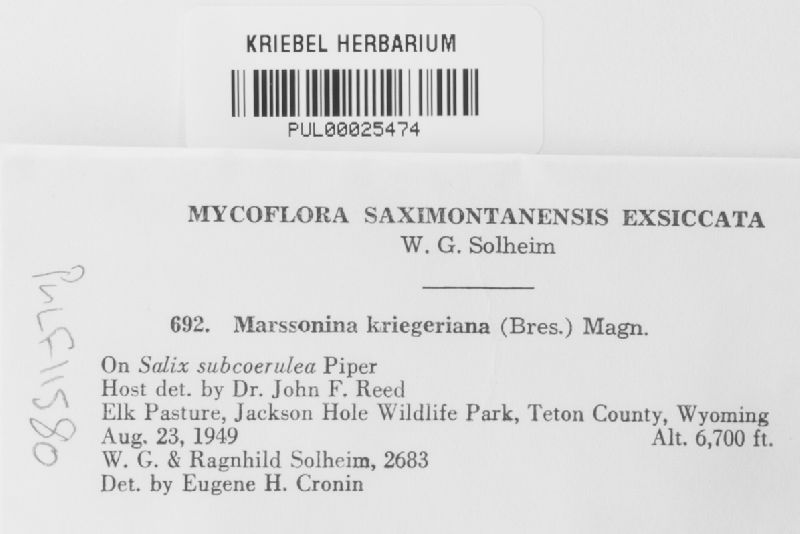 Marssonina kriegeriana image