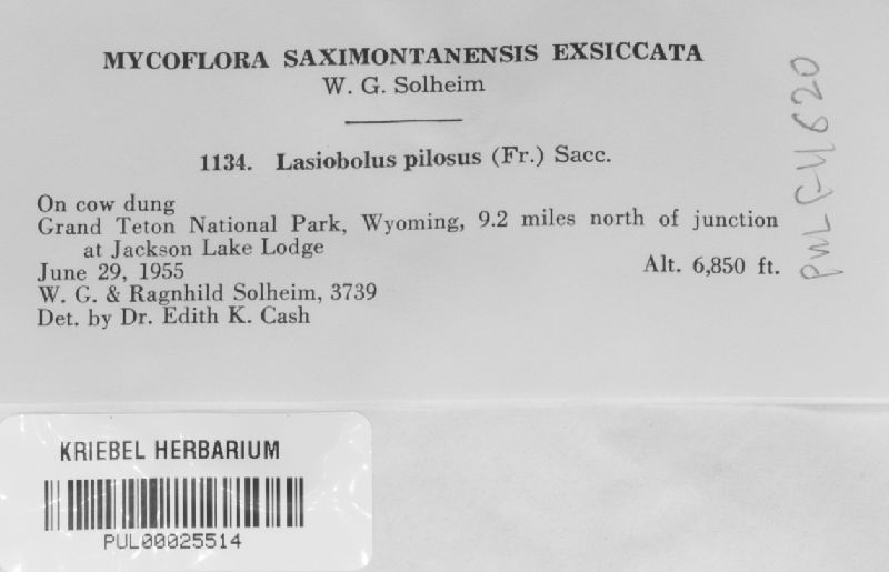 Ascobolus equinus image