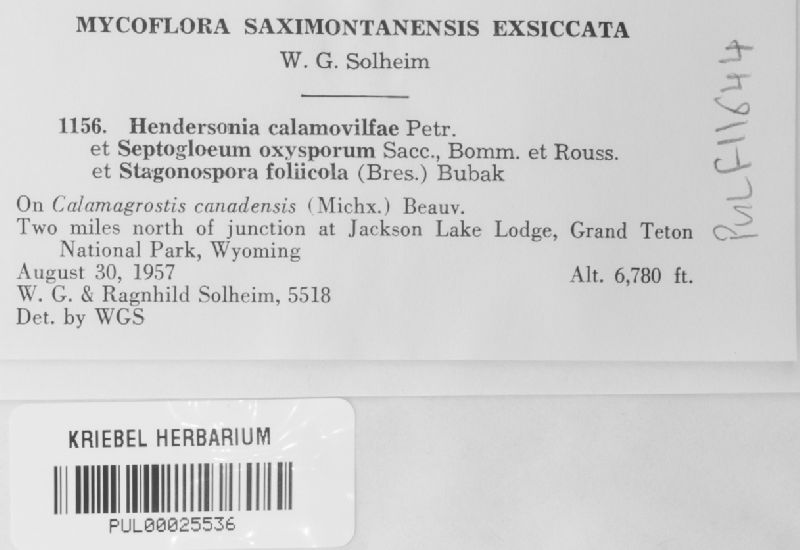 Hendersonia calamovilfae image