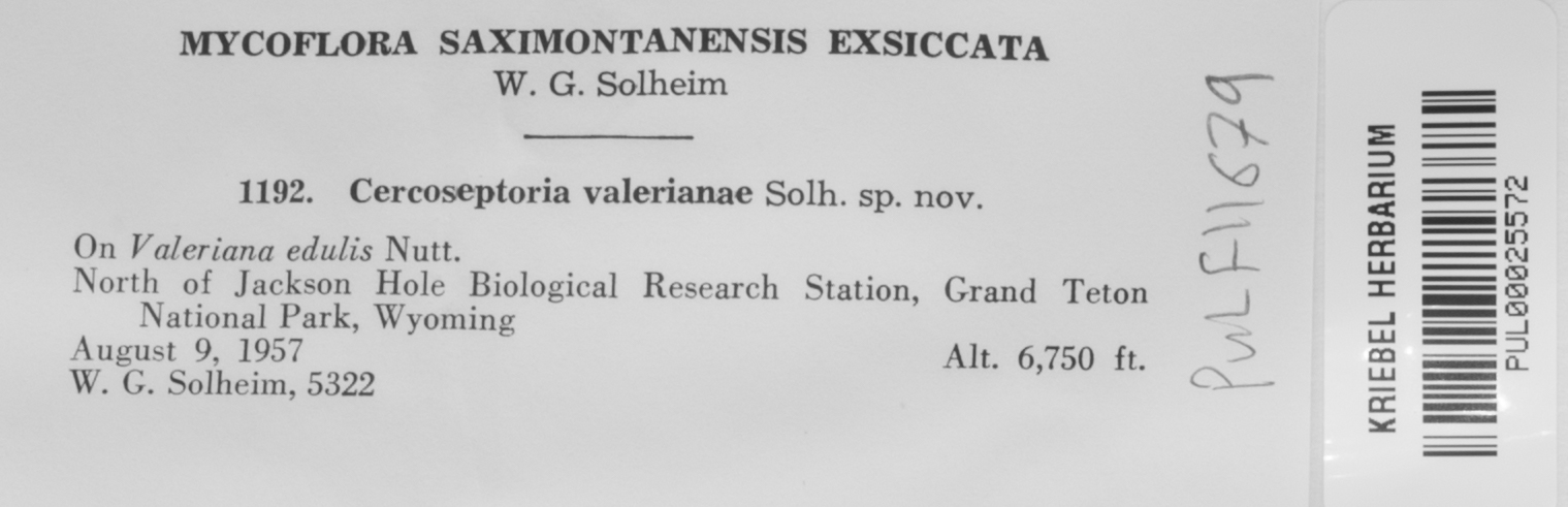 Cercoseptoria valerianae image