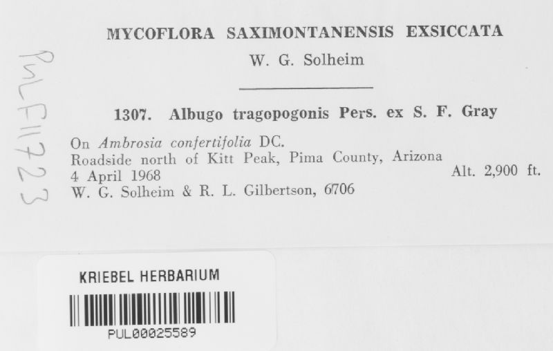 Albugo tragopogonis image