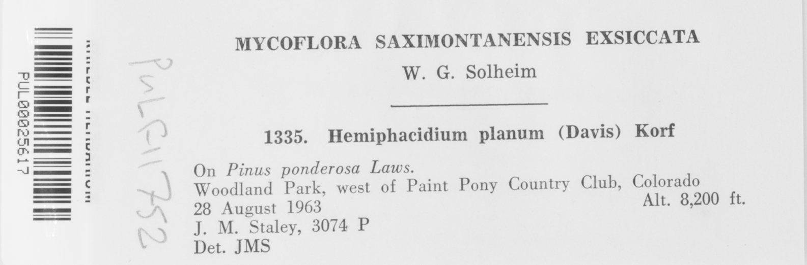 Hemiphacidium planum image