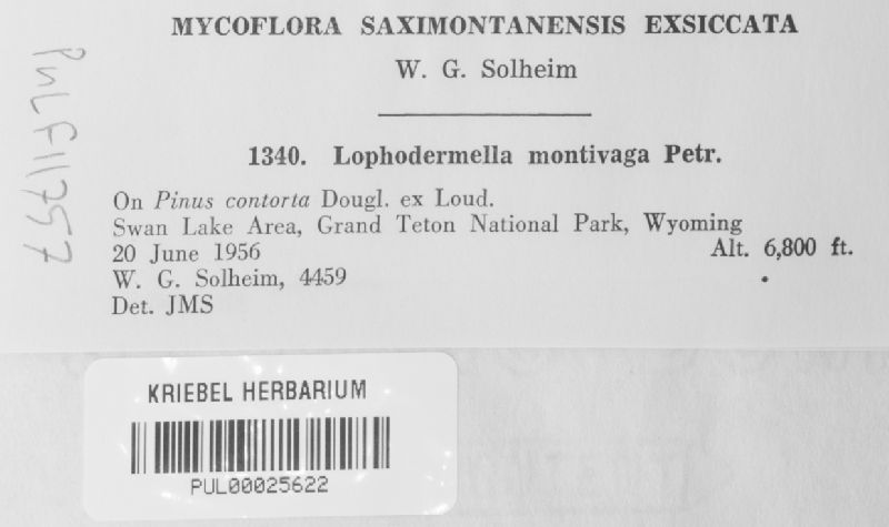 Lophodermella montivaga image