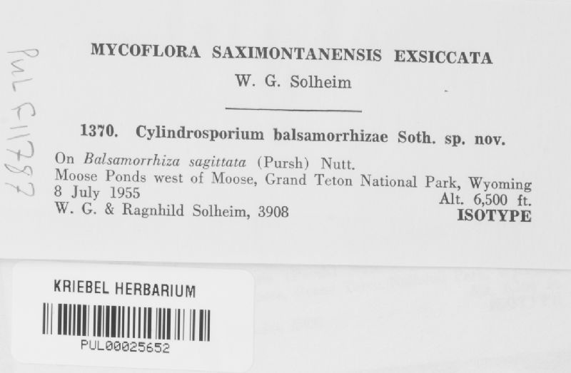 Cylindrosporium balsamorrhizae image