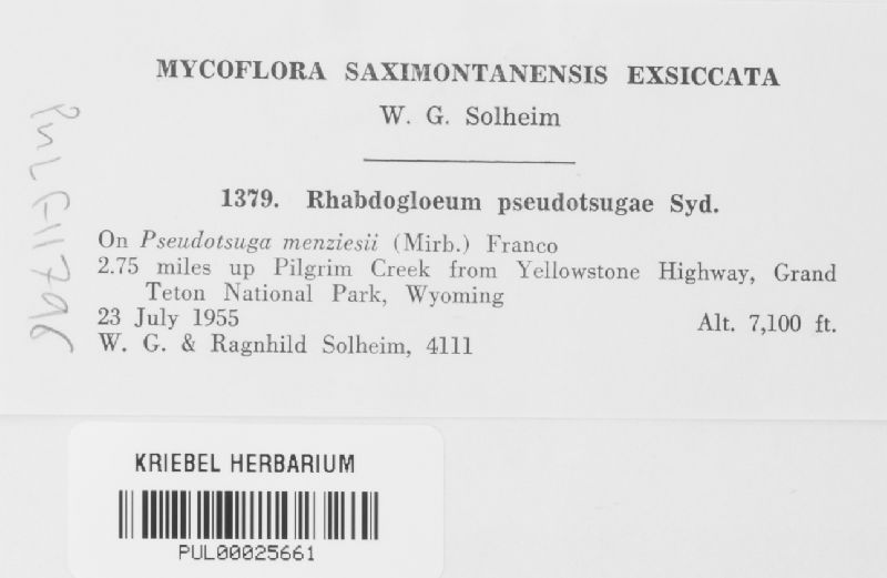 Rhabdogloeum pseudotsugae image