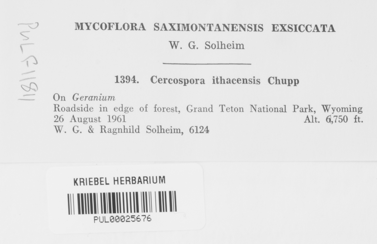 Cercospora ithacensis image
