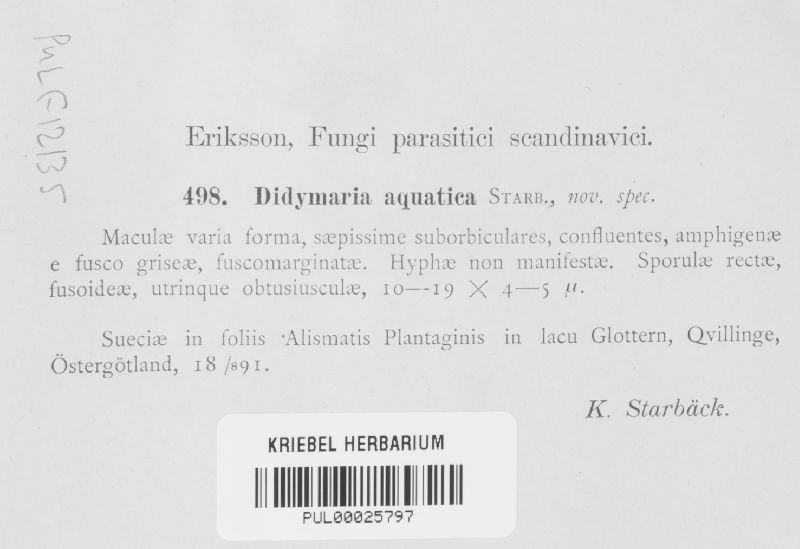 Didymaria aquatica image